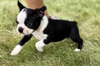 Noble, a female Boston Terrier for sale in Sturgis, MI – 5 of 9