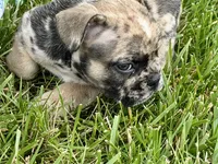 Snickers, a male French Bulldog for sale in Sturgis, MI – 10 of 10