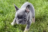 Ford, a male French Bulldog for sale in Sturgis, MI – 3 of 8