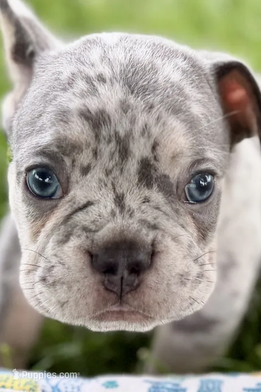 Tank – French Bulldog puppy for sale in Sturgis, MI