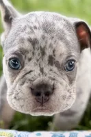 Tank, a male French Bulldog for sale in Sturgis, MI – 1 of 10
