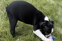 Lucy, a female Boston Terrier for sale in Sturgis, MI – 3 of 9