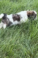 Iron, a male Shih Tzu for sale in Sturgis, MI – 5 of 6