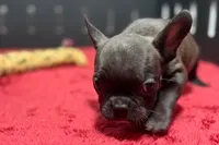 Dawn, a female French Bulldog for sale in Sturgis, MI – 6 of 9