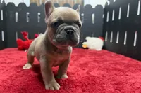 Wyman, a male French Bulldog for sale in Sturgis, MI – 6 of 10