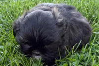 Girlie, a female Shih Tzu for sale in Sturgis, MI – 3 of 7