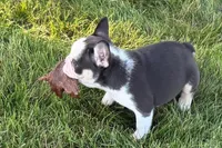 Chandler , a male French Bulldog for sale in Sturgis, MI – 7 of 10