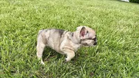 Sadie, a female French Bulldog for sale in Sturgis, MI – 9 of 10