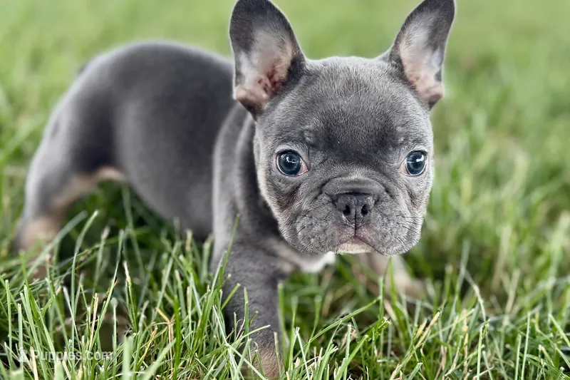 Ford – French Bulldog puppy for sale in Sturgis, MI
