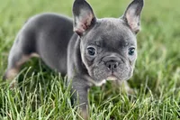 Ford, a male French Bulldog for sale in Sturgis, MI – 1 of 8