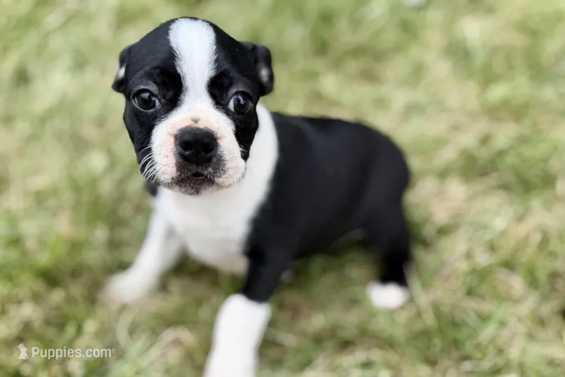 Lucy – Boston Terrier puppy for sale in Sturgis, MI