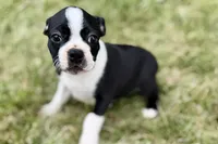 Lucy, a female Boston Terrier for sale in Sturgis, MI – 1 of 9