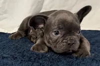 Finbar, a male French Bulldog for sale in Sturgis, MI – 3 of 10