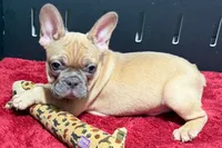 Yack, a male French Bulldog for sale in Sturgis, MI – 4 of 10