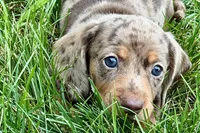 Waylon, a male Dachshund for sale in Sturgis, MI – 8 of 10
