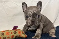 Flower, a female French Bulldog for sale in Sturgis, MI – 4 of 10