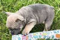 Sophie, a female French Bulldog for sale in Sturgis, MI – 10 of 10