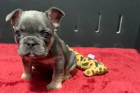 Hedie, a female French Bulldog for sale in Sturgis, MI – 6 of 10