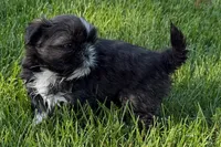 Gina, a female Shih Tzu for sale in Sturgis, MI – 6 of 10