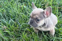 Naomi, a female French Bulldog for sale in Sturgis, MI – 6 of 7