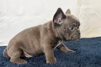 Fella, a male French Bulldog for sale in Sturgis, MI – 5 of 10