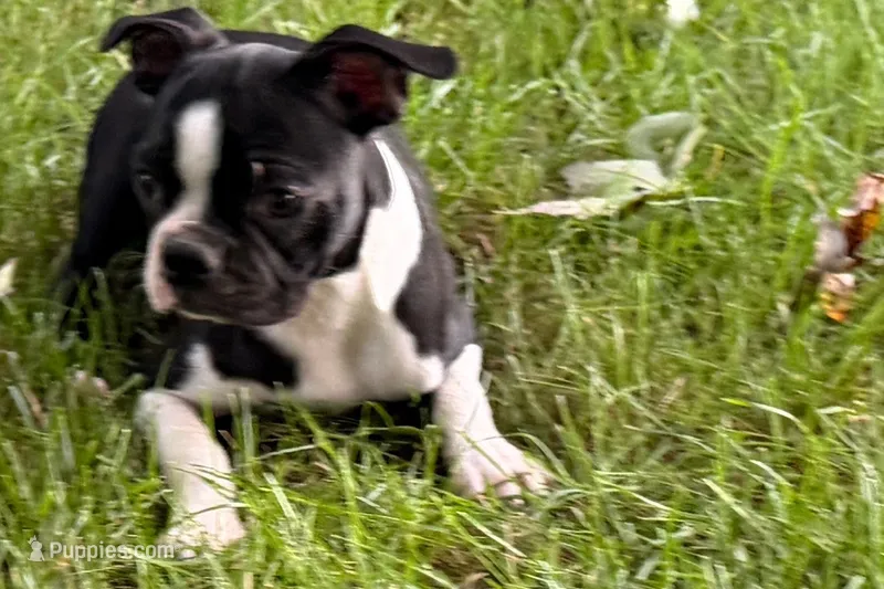 Lexi – Boston Terrier puppy for sale in Sturgis, MI