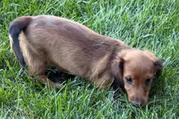 Moya , a female Dachshund for sale in Sturgis, MI – 2 of 10