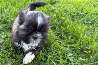 Gina, a female Shih Tzu for sale in Sturgis, MI – 7 of 10
