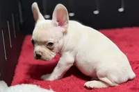 Dell , a male French Bulldog for sale in Sturgis, MI – 8 of 10