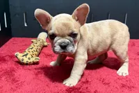 Lacy, a female French Bulldog for sale in Sturgis, MI – 1 of 10