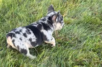 Calvin, a male French Bulldog for sale in Sturgis, MI – 10 of 10