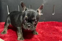 Yarma, a  French Bulldog for sale in Sturgis, MI – 5 of 6