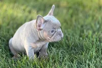 Babe, a female French Bulldog for sale in Sturgis, MI – 3 of 10