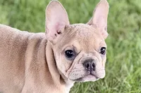 Flutter, a female French Bulldog for sale in Sturgis, MI – 8 of 10