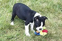 Nico, a female Boston Terrier for sale in Sturgis, MI – 7 of 9