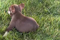 Akeem, a male French Bulldog for sale in Sturgis, MI – 2 of 10