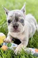 Tucker, a male French Bulldog for sale in Sturgis, MI – 3 of 10