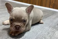 Prancer, a male French Bulldog for sale in Sturgis, MI – 5 of 9