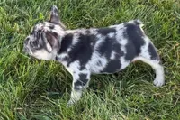 Calvin, a male French Bulldog for sale in Sturgis, MI – 5 of 10