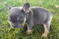 Noah, a male French Bulldog for sale in Sturgis, MI – 4 of 10
