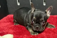 Yarma , a female French Bulldog for sale in Sturgis, MI – 8 of 8