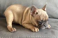 Rosy, a female French Bulldog for sale in Sturgis, MI – Photo 2 of 10