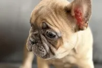 Rosy, a female French Bulldog for sale in Sturgis, MI – Photo 1 of 10