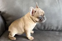 Rosy, a female French Bulldog for sale in Sturgis, MI – Photo 7 of 10