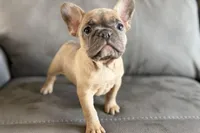 Rosy, a female French Bulldog for sale in Sturgis, MI – Photo 9 of 10