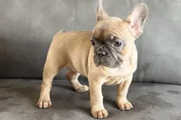 Rosy, a female French Bulldog for sale in Sturgis, MI – Photo 5 of 10