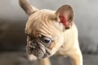 Rosy, a female French Bulldog for sale in Sturgis, MI – Photo 3 of 10