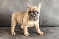 Rosy, a female French Bulldog for sale in Sturgis, MI – Photo 8 of 10