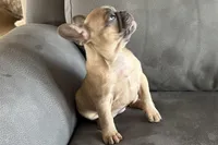 Rosy, a female French Bulldog for sale in Sturgis, MI – Photo 4 of 10