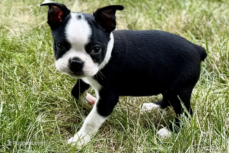 Noble – Boston Terrier puppy for sale in Sturgis, MI